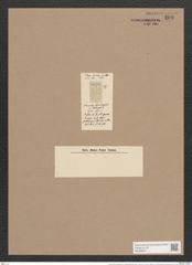 Navicula rhynchocephala var. leptocephala (Rabh.) Brun. (de-Toni-Nr.: Genus 1, Species 107) Zeichnungen Sammlung Grunow Nr. 309 (NHMW-BOT-W0366581)